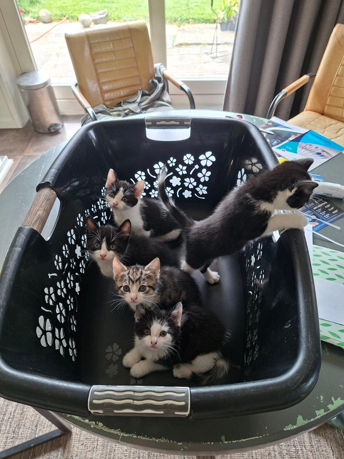 Kittens