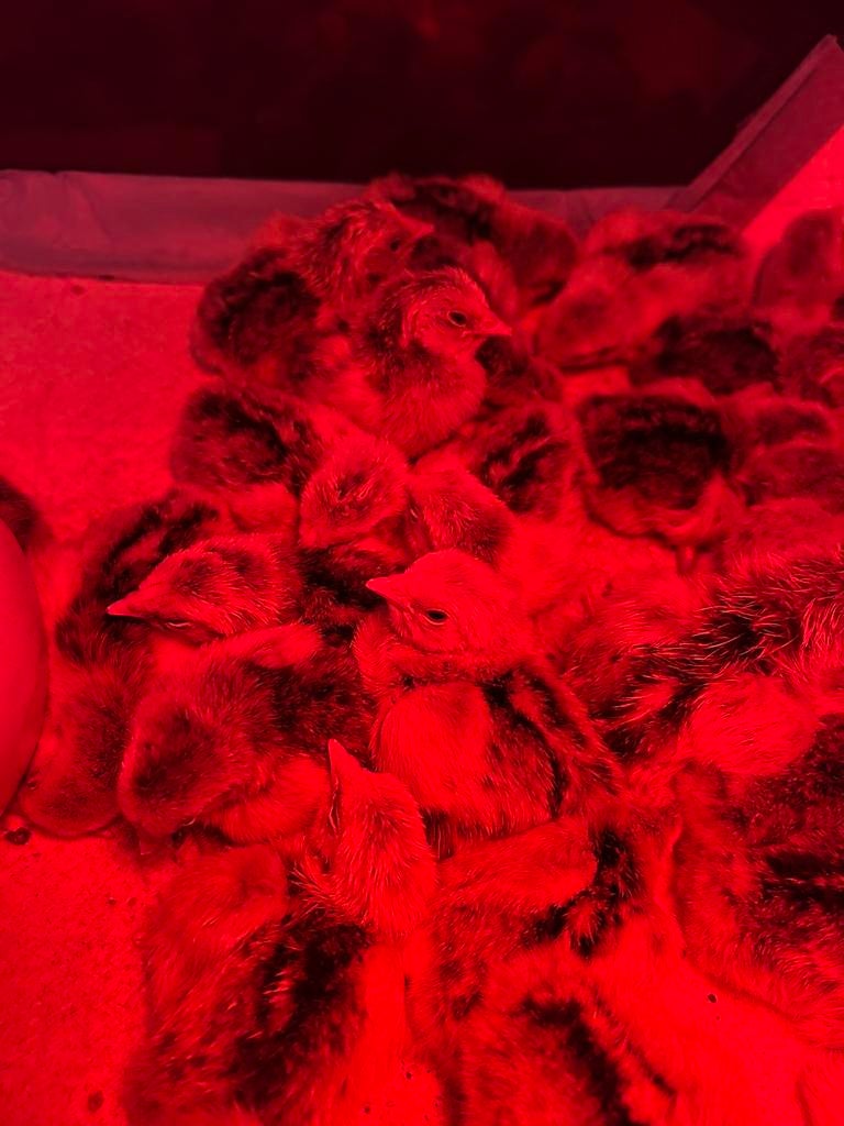 Kuikens hollands hoen geloverd groot, Dieren en Toebehoren, Pluimvee, Meerdere dieren, Kip