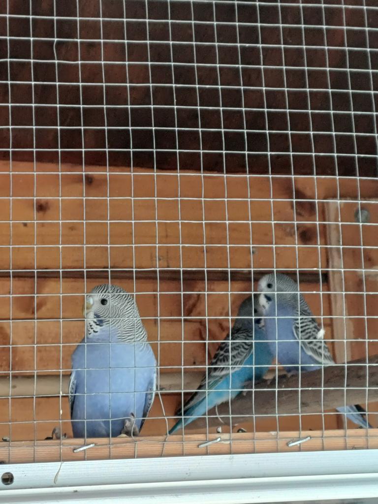 5 blauw/paars jonge parkieten, Meerdere dieren, Parkiet