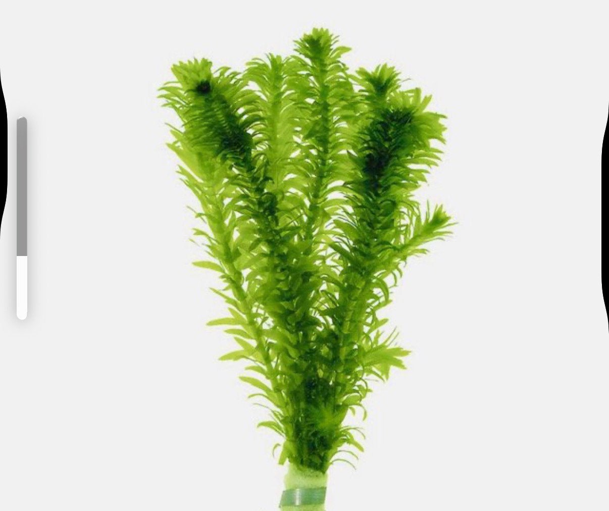 Waterpest bundels, Tuin en Terras, Vijver-toebehoren, Nieuw, Overige typen, Ophalen