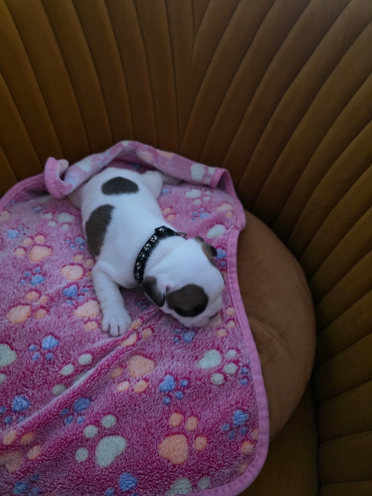 Franse bulldog puppies/gouden mandje. 3 reutjes en 3 teefjes, 8 tot 15 weken, Bulldog, Meerdere, Meerdere dieren