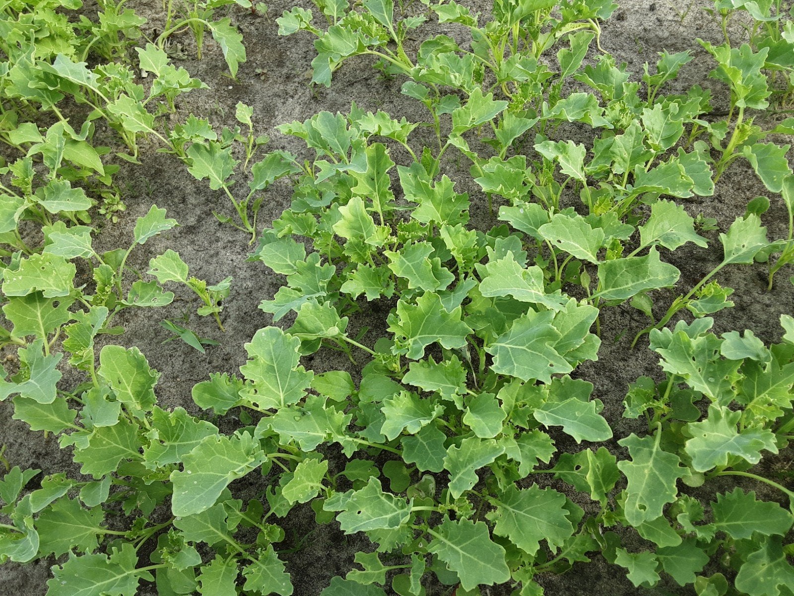 Boerenkool plantjes, Ophalen