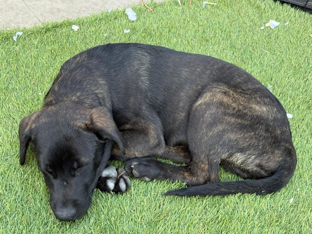Huiskamernest labrador mix pup zeer sociaal ! Laatste reutje, Dieren en Toebehoren, 8 tot 15 weken, Meerdere, Meerdere dieren
