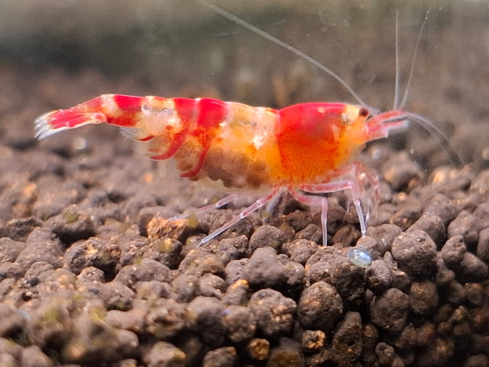Jonge crystel red en blauwe garnalen, Dieren en Toebehoren