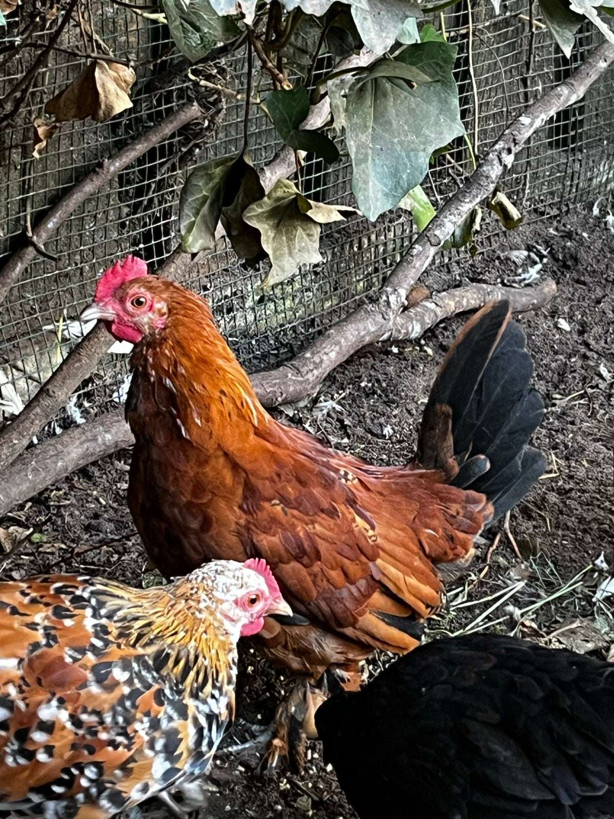 Gratis : Haan Sabelpootkriel, Dieren en Toebehoren, Pluimvee, Mannelijk, Kip
