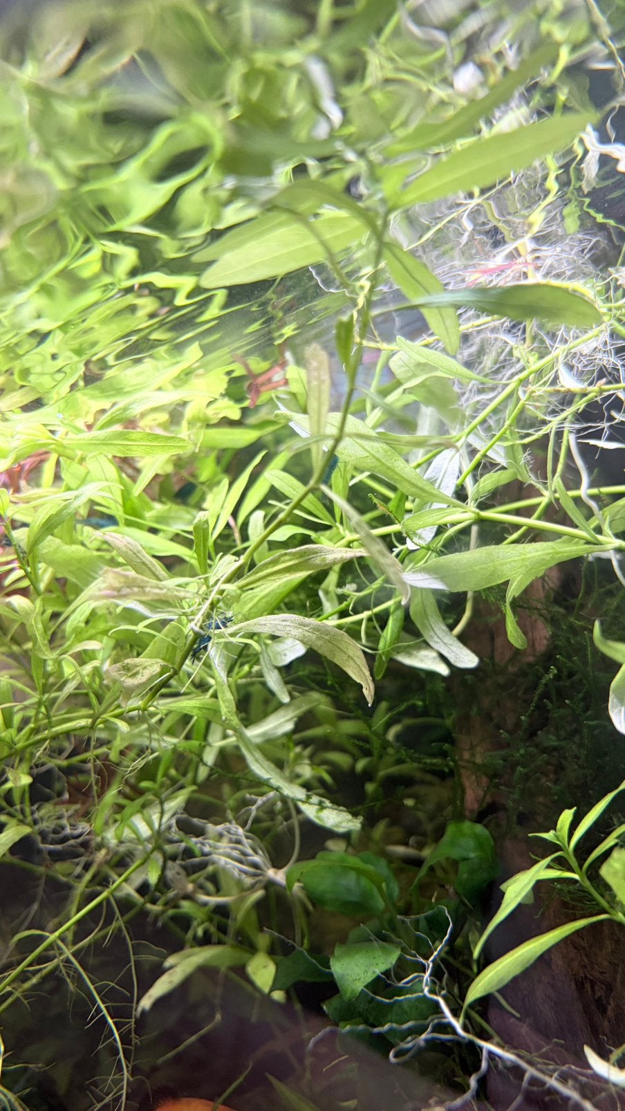Hygrophila polysperma (Belgisch groen), Dieren en Toebehoren, Vissen | Aquariumvissen, Overige typen