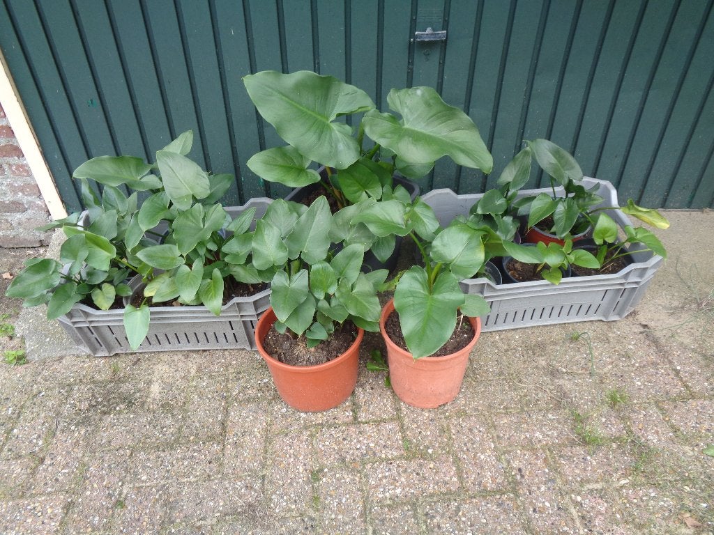 Aronskelken  planten, Tuin en Terras, Volle zon, Vaste plant, Zomer, Ophalen