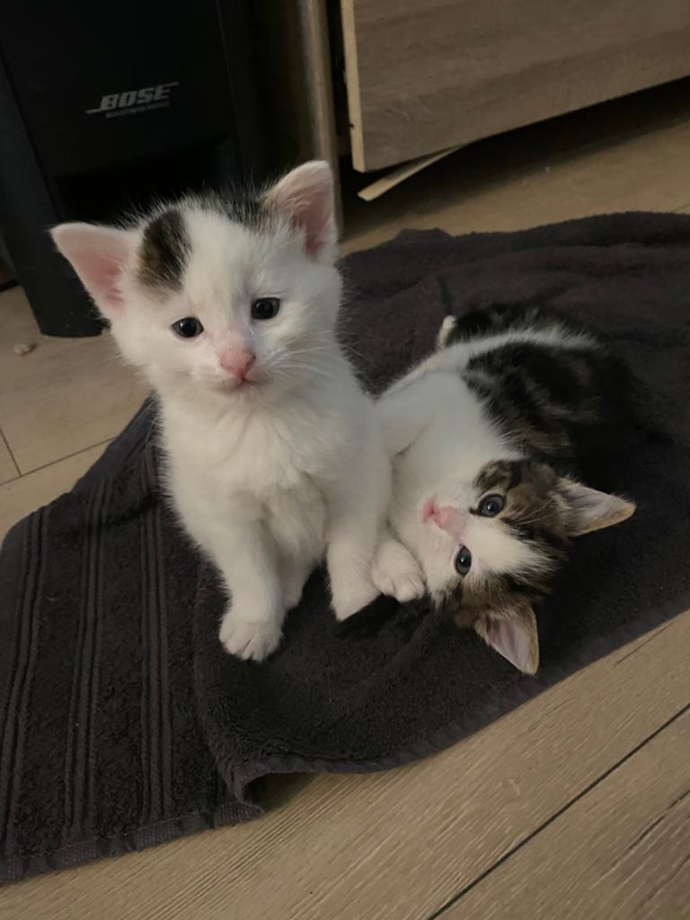 4 prachtige kittens moeder main coon vader onbekend, Meerdere dieren, 0 tot 2 jaar