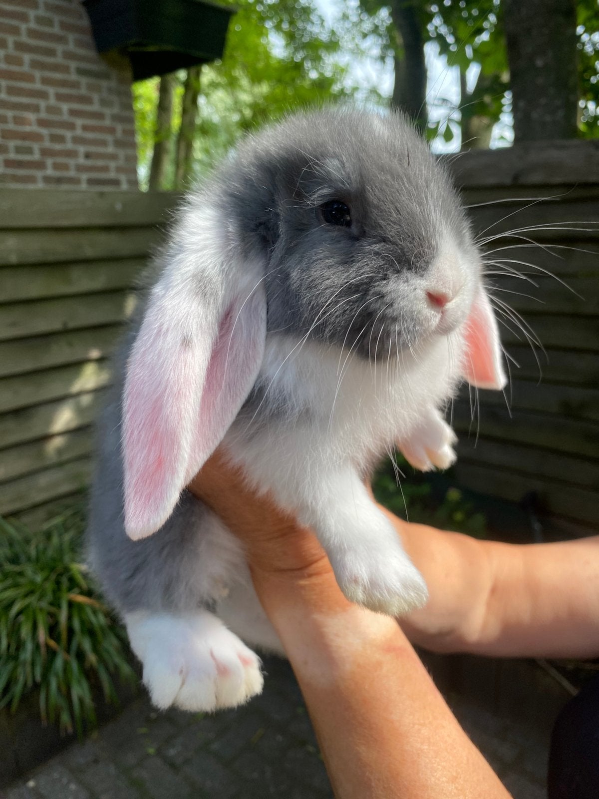 Franse hangoor ram, Dieren en Toebehoren, Konijnen, Mannelijk, Groot, Hangoor, 0 tot 2 jaar