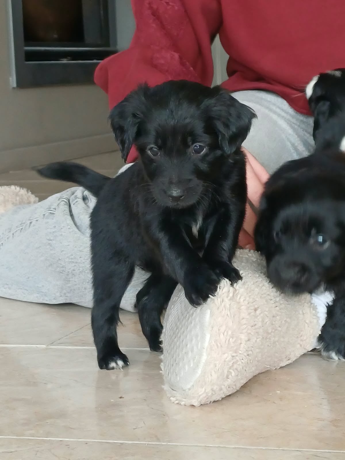 Lieve markies puppys te koop (kruising), 8 tot 15 weken, Meerdere, Meerdere dieren, Klein