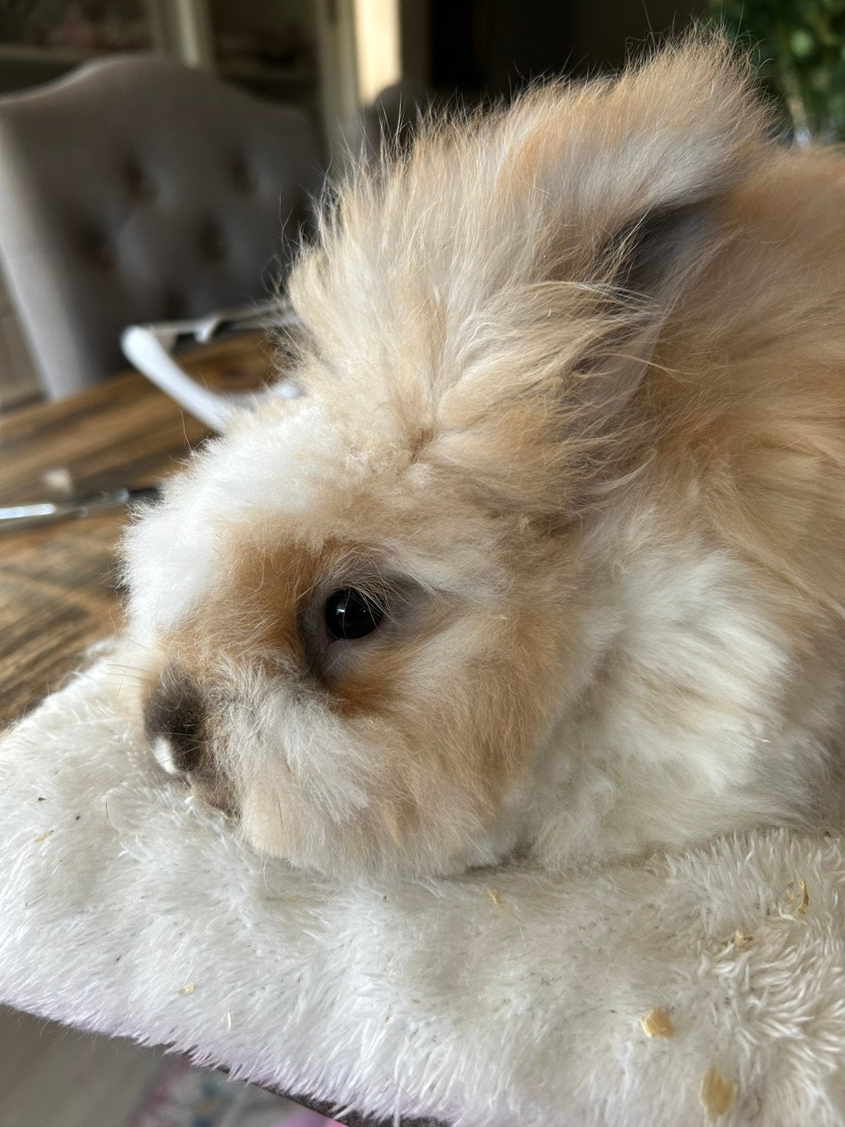 Engelse angora mannetje 8 weken oud, Mannelijk