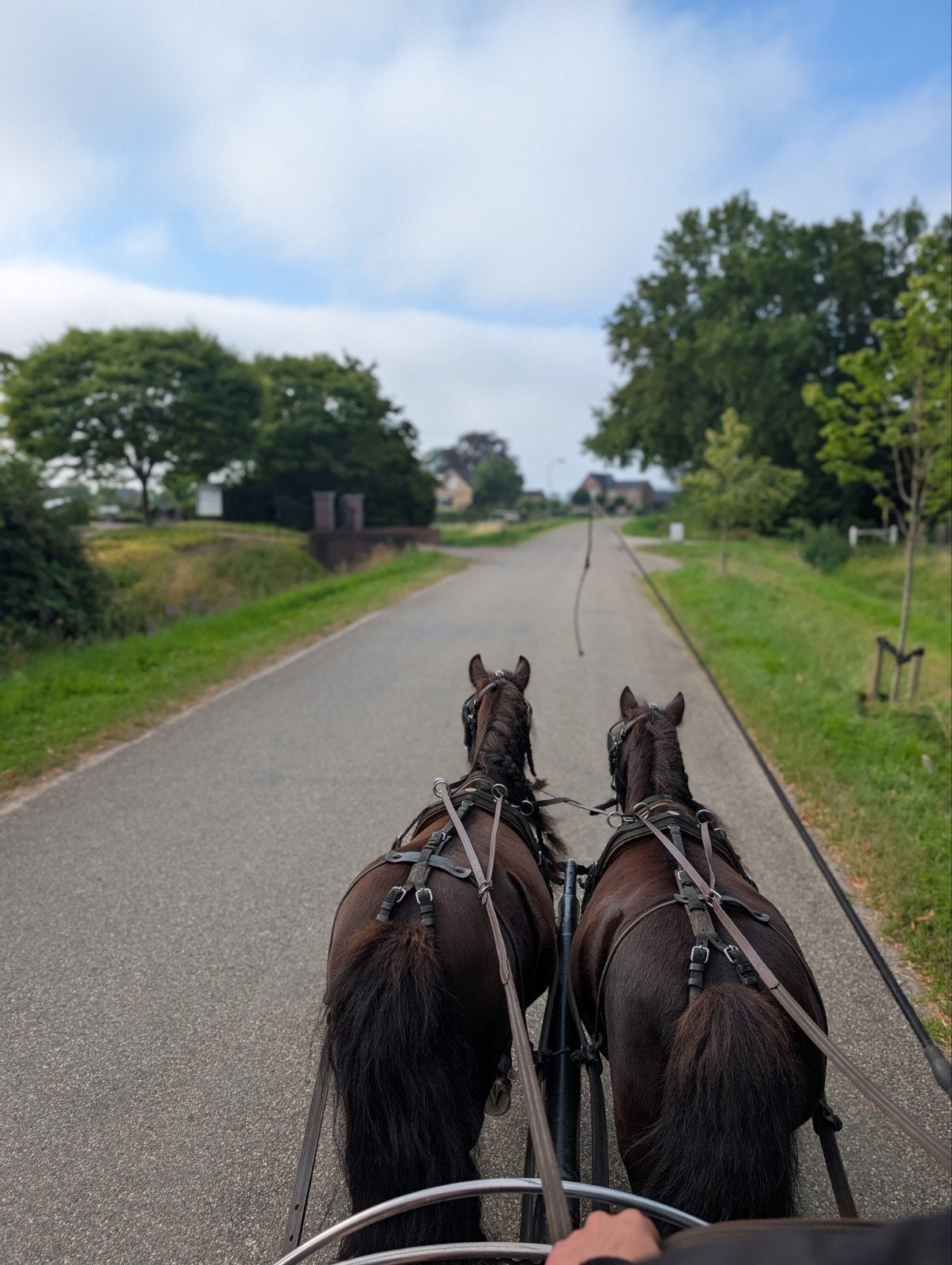 Te koop: Geweldig tweespan zwarte shetlanders merries, Merrie, Met stamboom, Niet van toepassing, A pony (tot 1.17m)