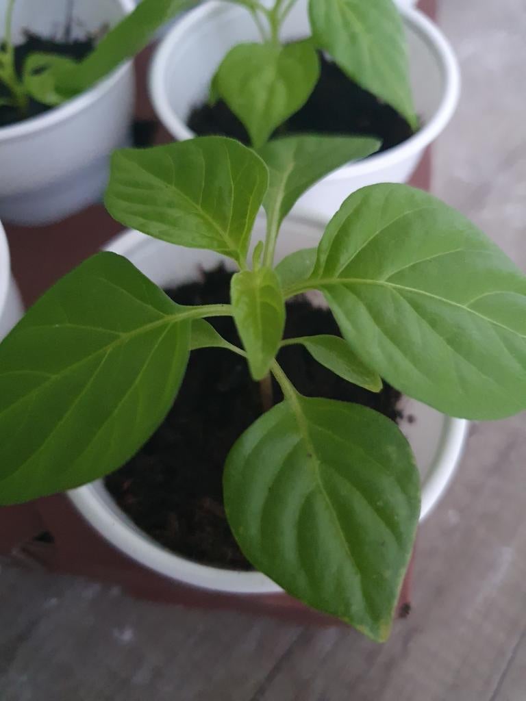 Madame Jeanette peperplantjes - Surinaamse pittige peper, Tuin en Terras, Planten | Tuinplanten, Ophalen, Volle zon, Groenteplanten