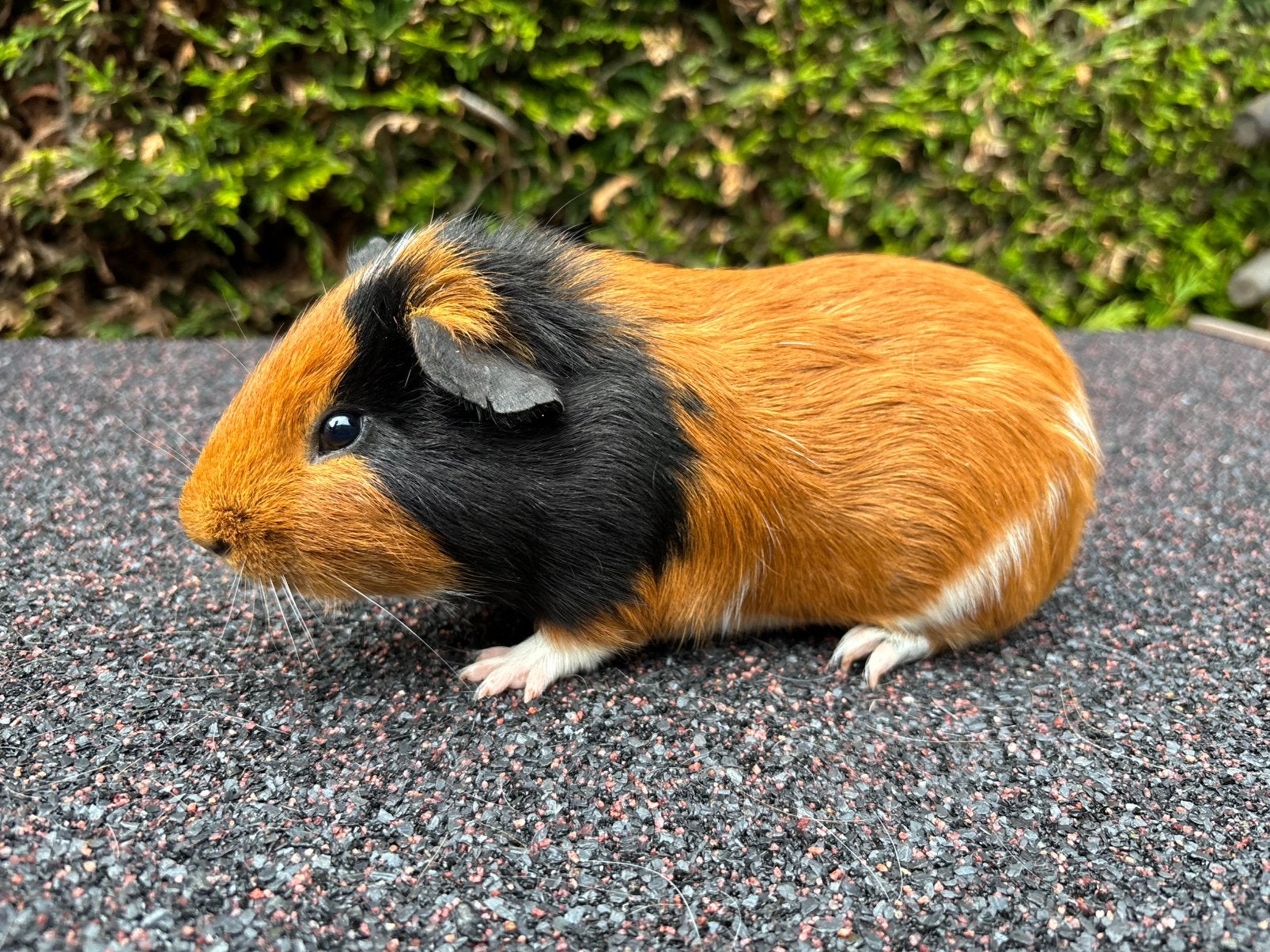 Cavia beer (4 maanden), Februari, Mannelijk, Cavia