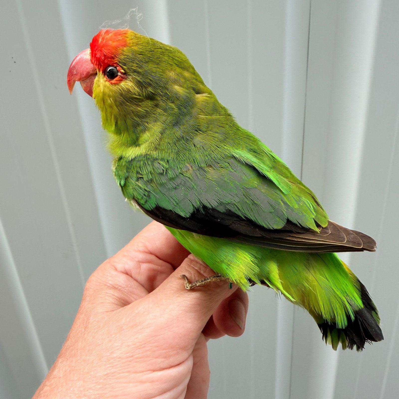 Opgezette dwergpapegaai, Ophalen of Verzenden, Zo goed als nieuw, Beeldje of Figuurtje