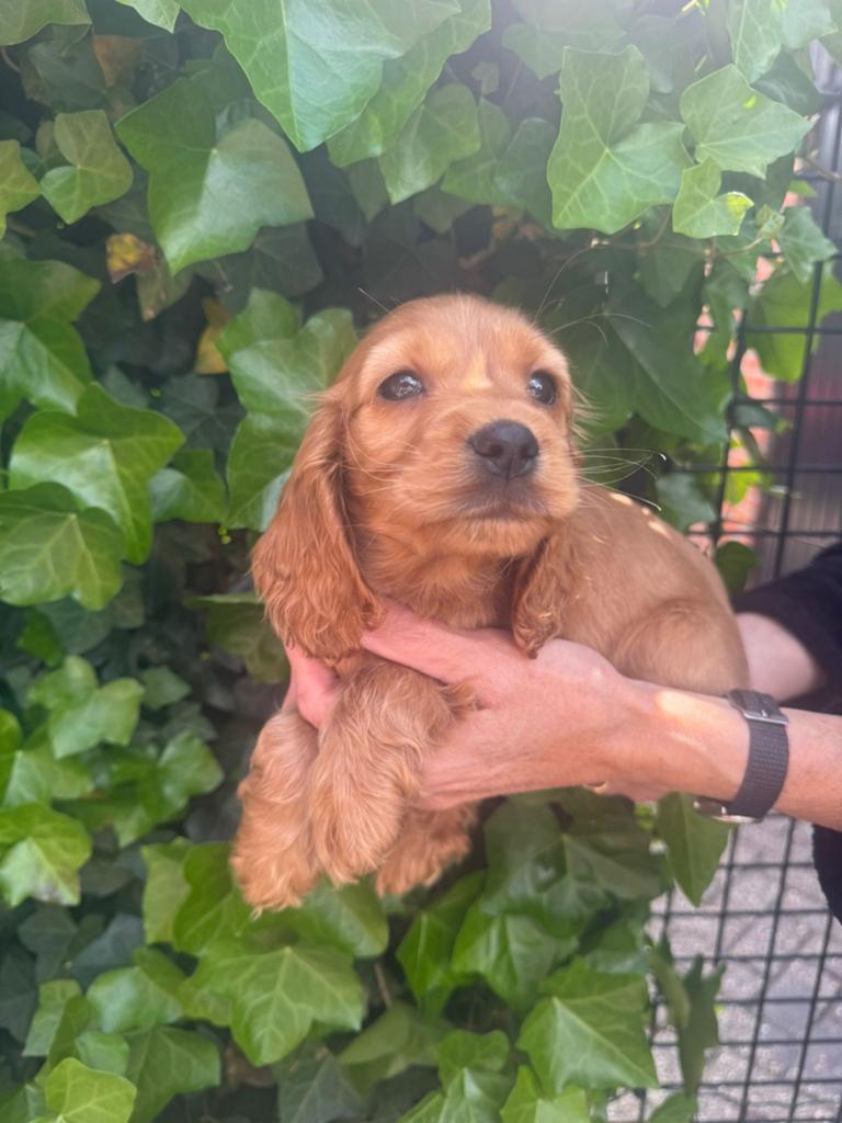 Cocker spaniel pups, Dieren en Toebehoren, Particulier, 15 weken tot 1 jaar, Buitenland, Teef
