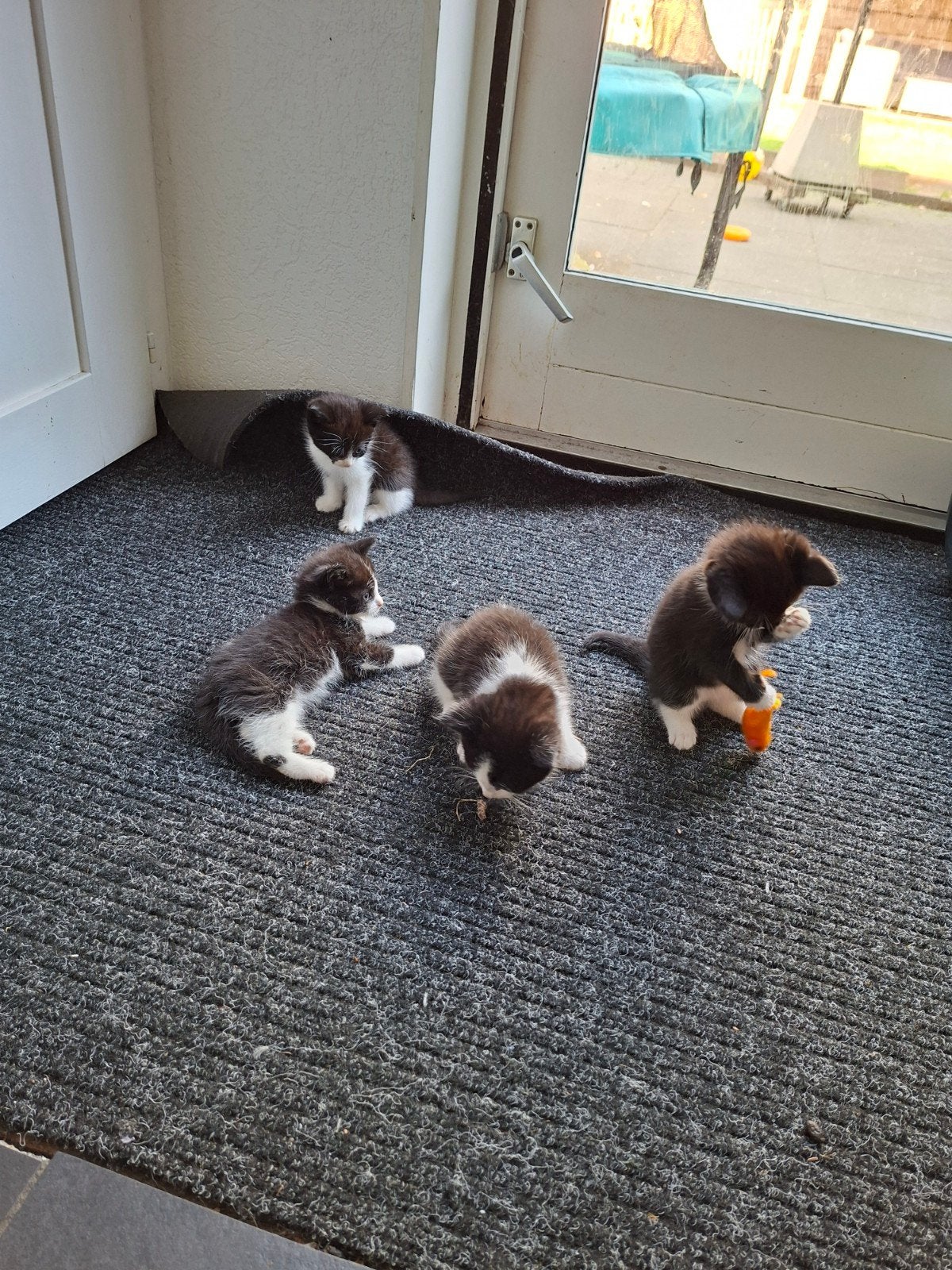 Kittens
