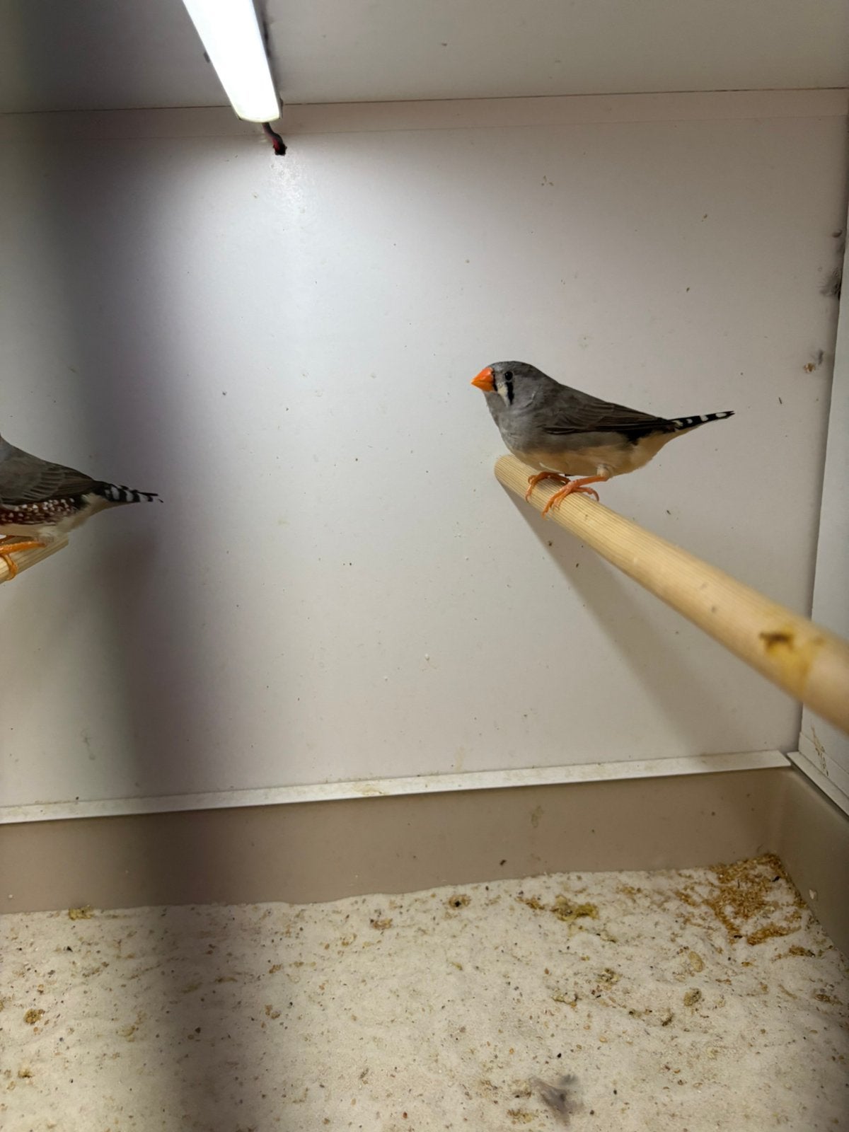 Koppel zebravink, Dieren en Toebehoren, Vogels | Overige Vogels, Meerdere dieren, Geringd