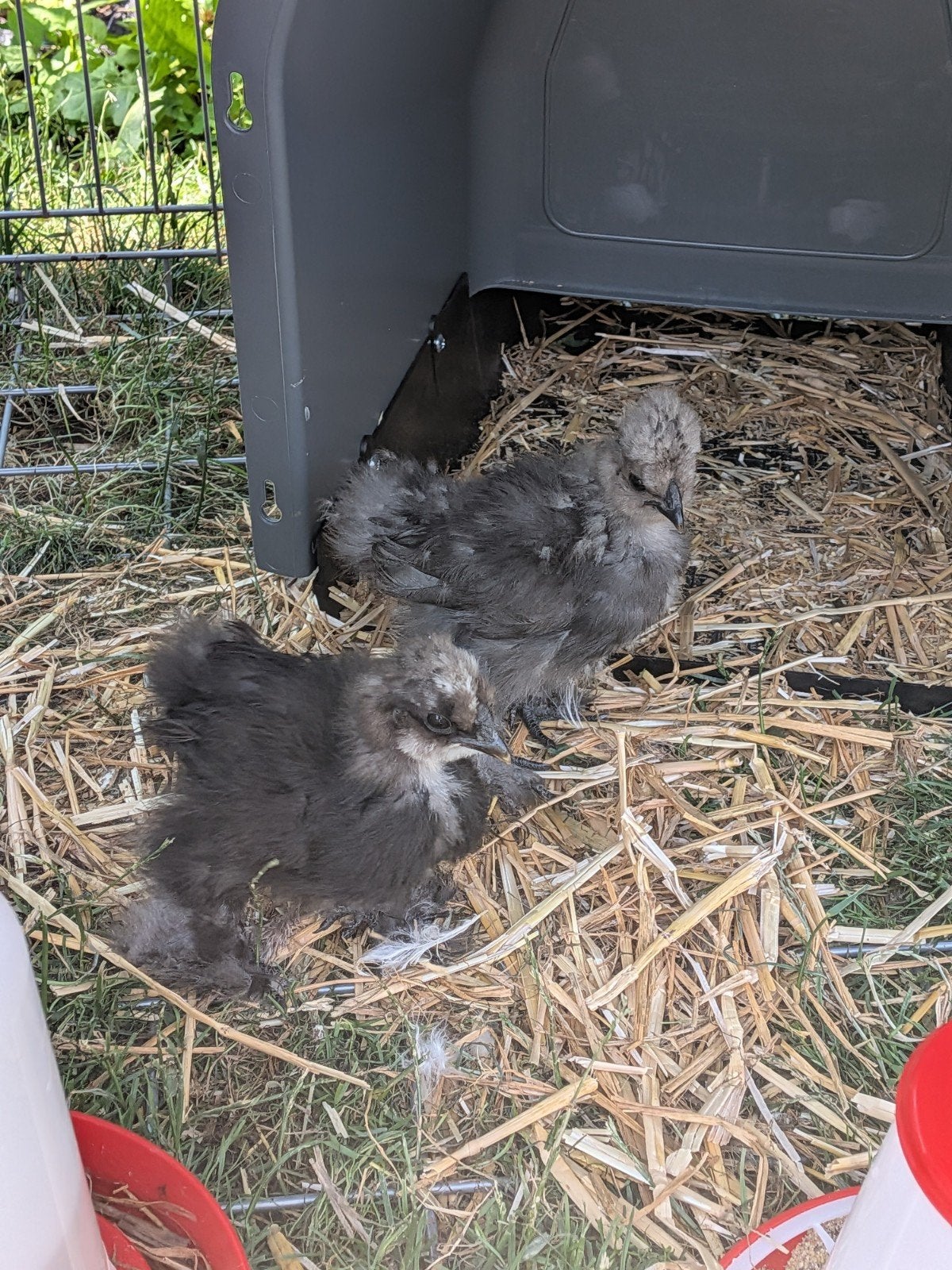 Kuikens USA Zijdehoen, Dieren en Toebehoren, Geslacht onbekend, Kip