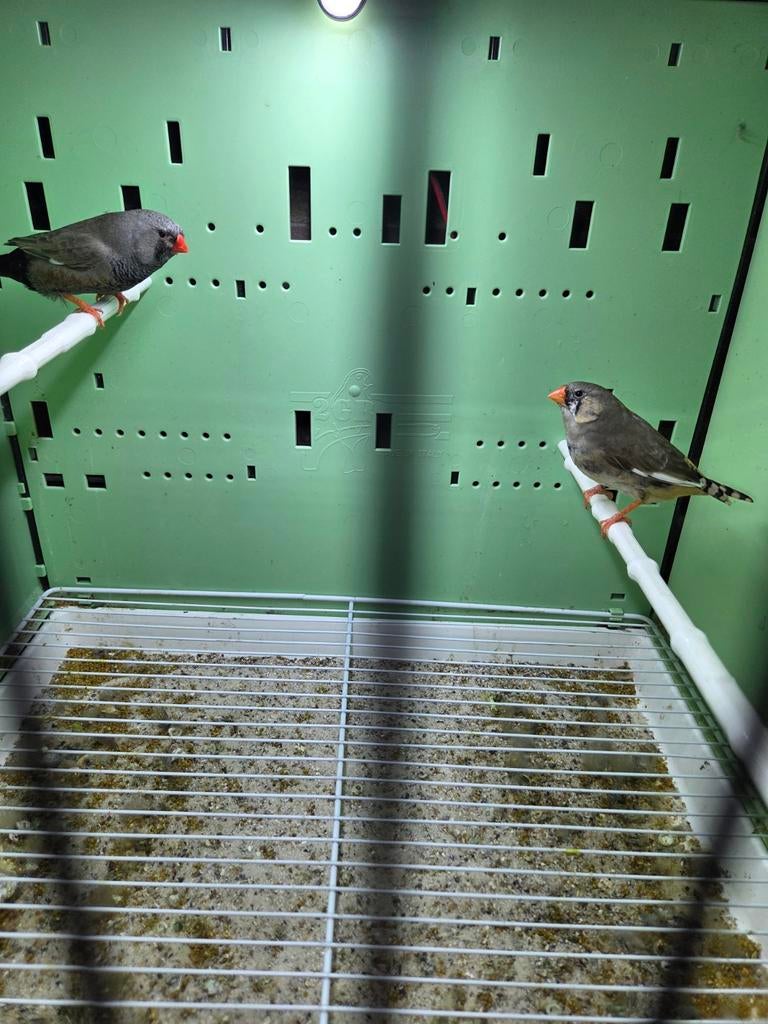 Koppel charcoal zebravinken, Dieren en Toebehoren, Vogels | Overige Vogels, Meerdere dieren