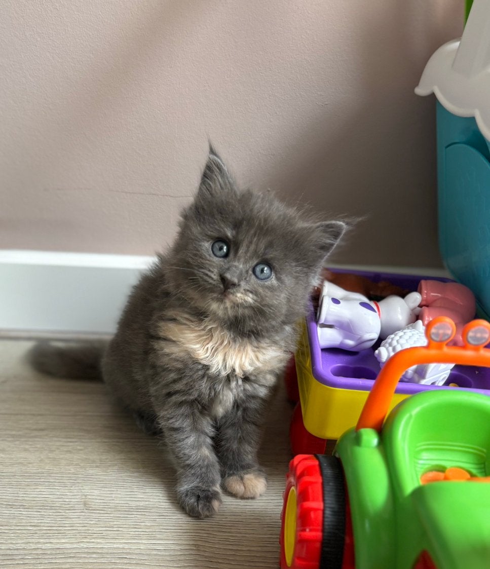 Ragdoll x maine coon kittens, Dieren en Toebehoren, Meerdere dieren, Gechipt, 0 tot 2 jaar