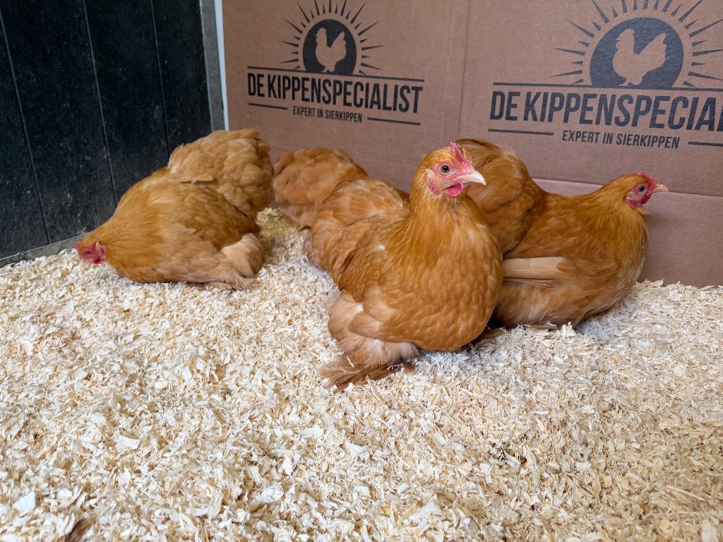 Jonge tamme Cochin kriel buff gesekst en ingeënt, Dieren en Toebehoren, Pluimvee, Vrouwelijk, Kip