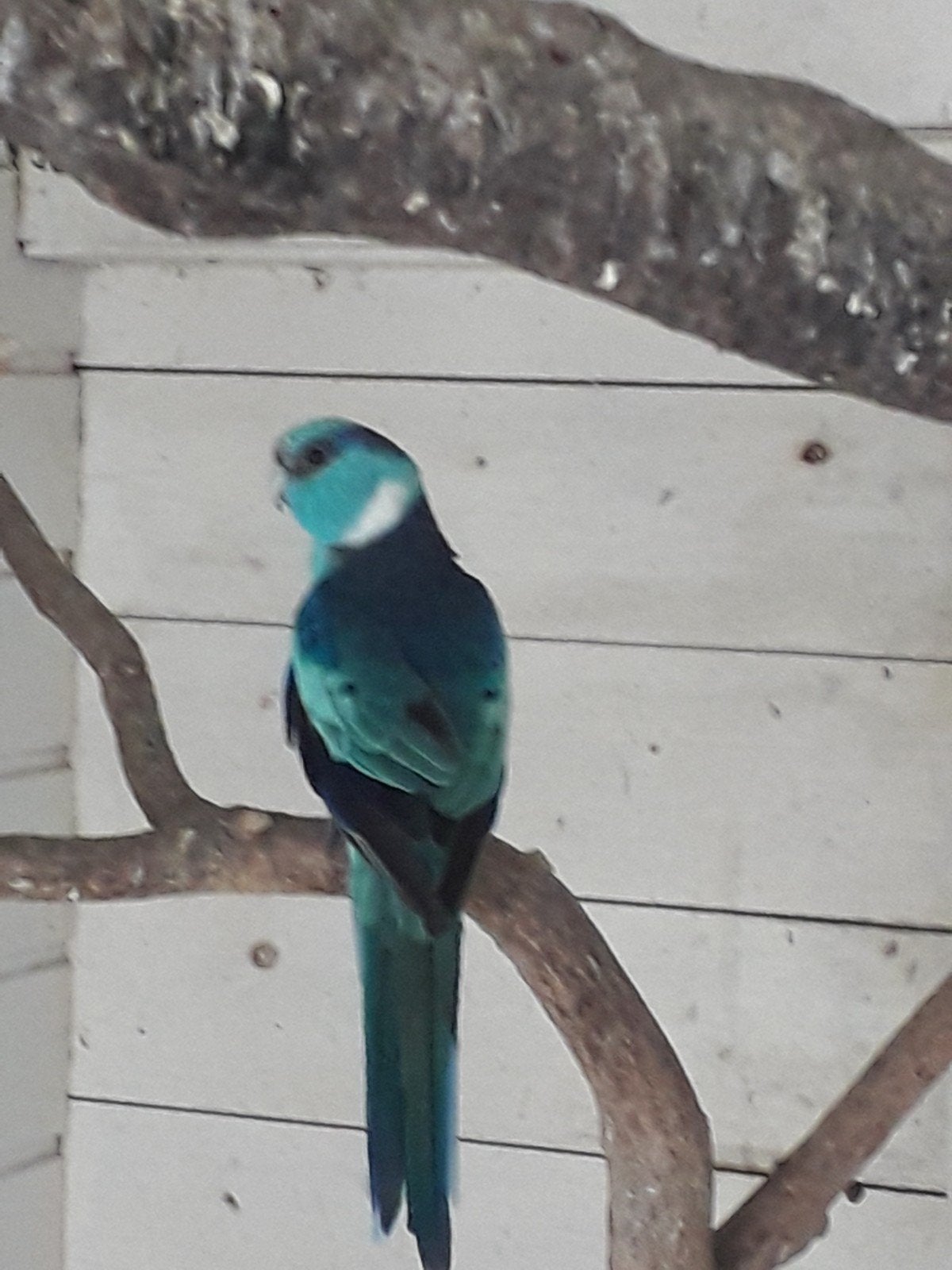 Blauwe Barnard man., Mannelijk, Parkiet, Geringd