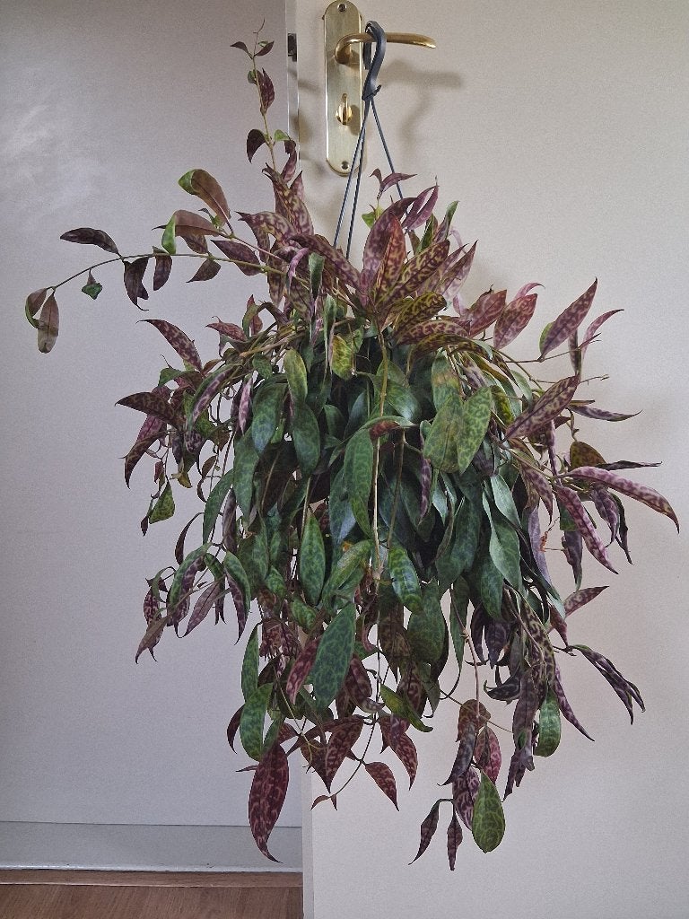 XL Aeschynanthus Marmoratus - Lipstickplant / Hangplant, Ophalen, Overige soorten, Halfschaduw, Minder dan 100 cm