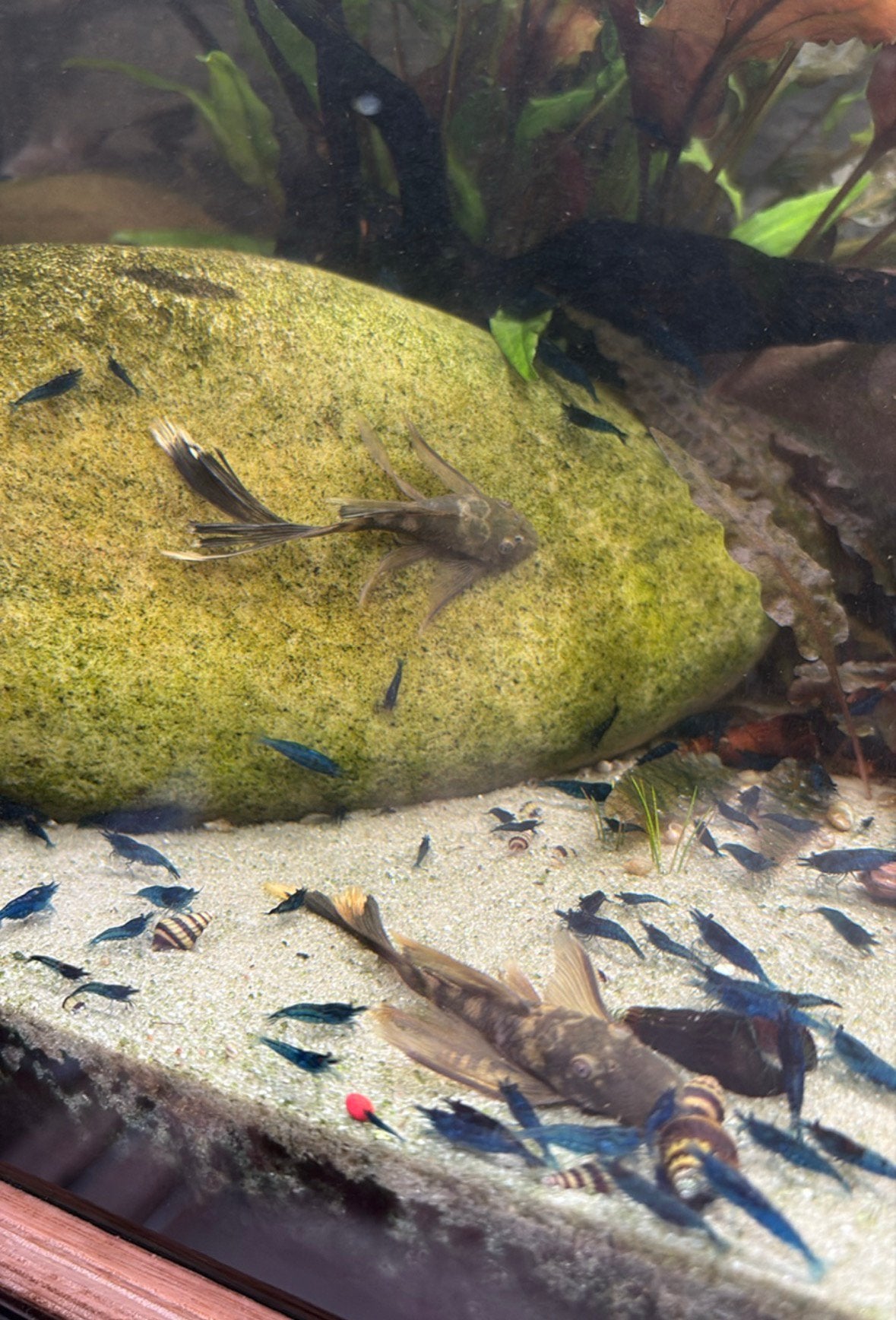 Green dragon longfin L144 4 stuks ZELDZAAM!!, Dieren en Toebehoren, Vis