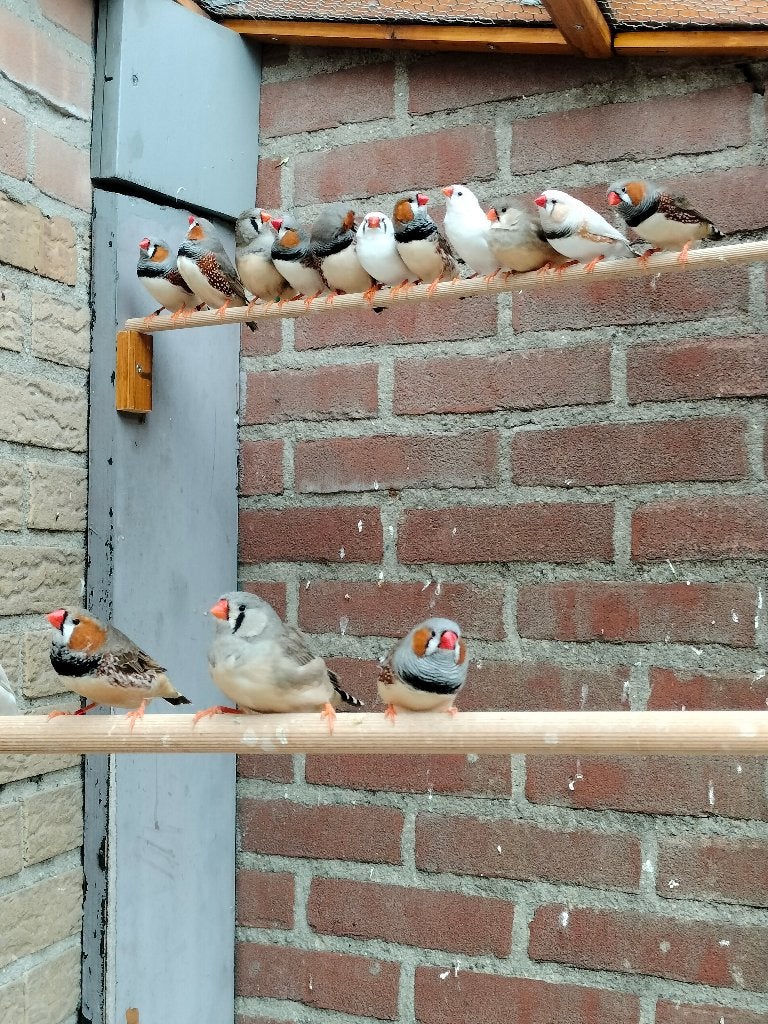 Zebravinken, Dieren en Toebehoren, Ophalen, Nieuw, Overige typen