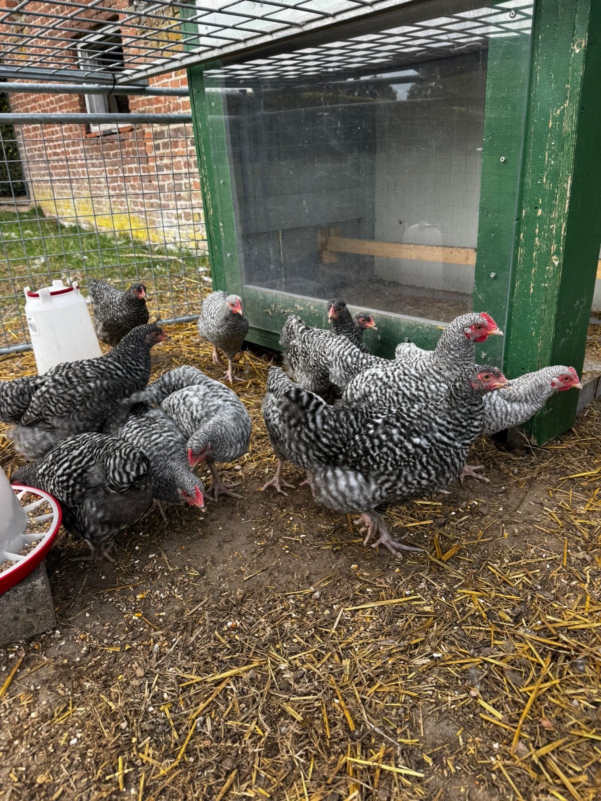 Noord Hollandse Blauwe Hanen, Dieren en Toebehoren, Pluimvee, Mannelijk, Kip