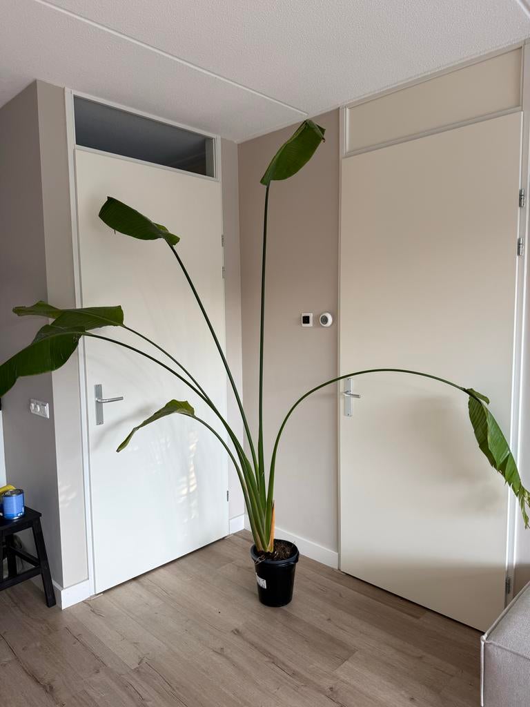 Grote Strelitzia - Te groot na verhuizing, Ophalen of Verzenden, Zo goed als nieuw