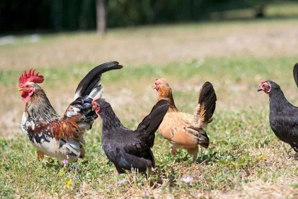 Serama kippen (hennen), Dieren en Toebehoren