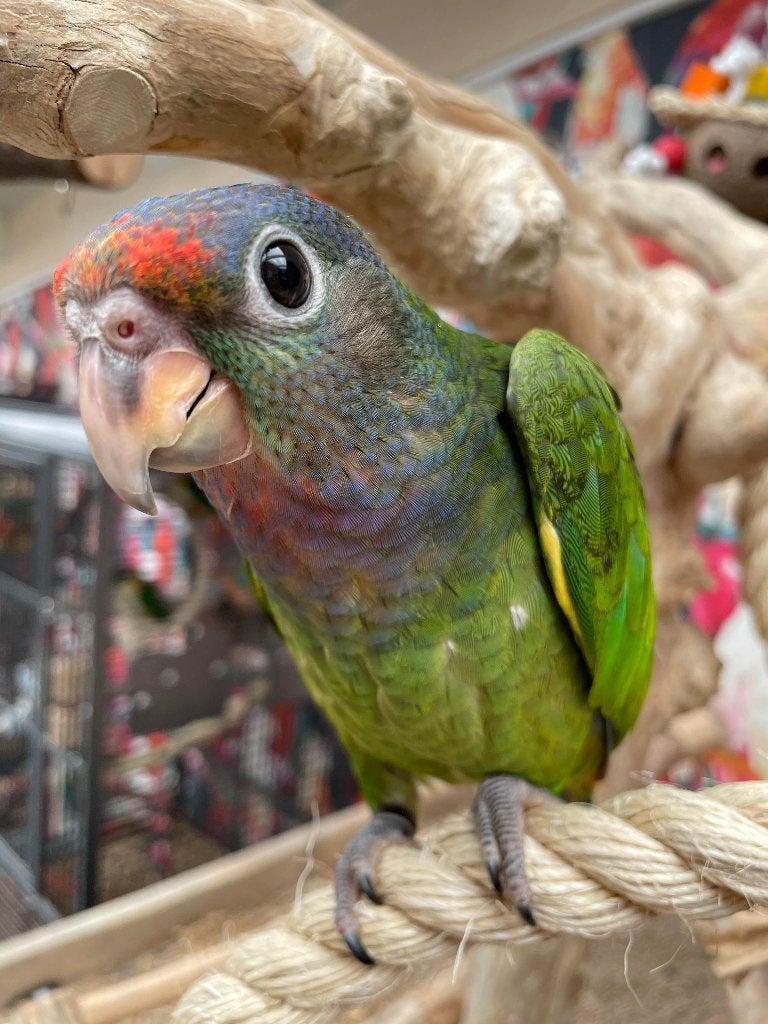 Lieve | Jonge Baby Pionussen Menstruus | Handtam | Getest, Meerdere dieren, Papegaai, Pratend