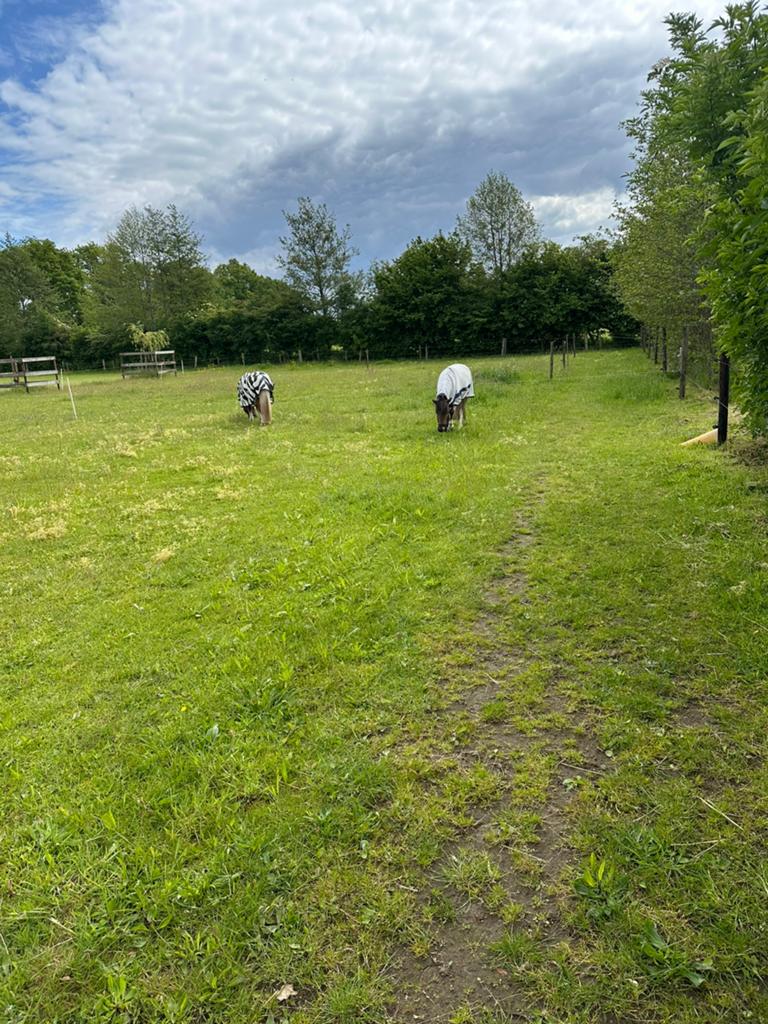 Gezocht pony stal deur, Dieren en Toebehoren, Paarden en Pony's | Overige Paardenspullen, Ophalen of Verzenden, Overige soorten