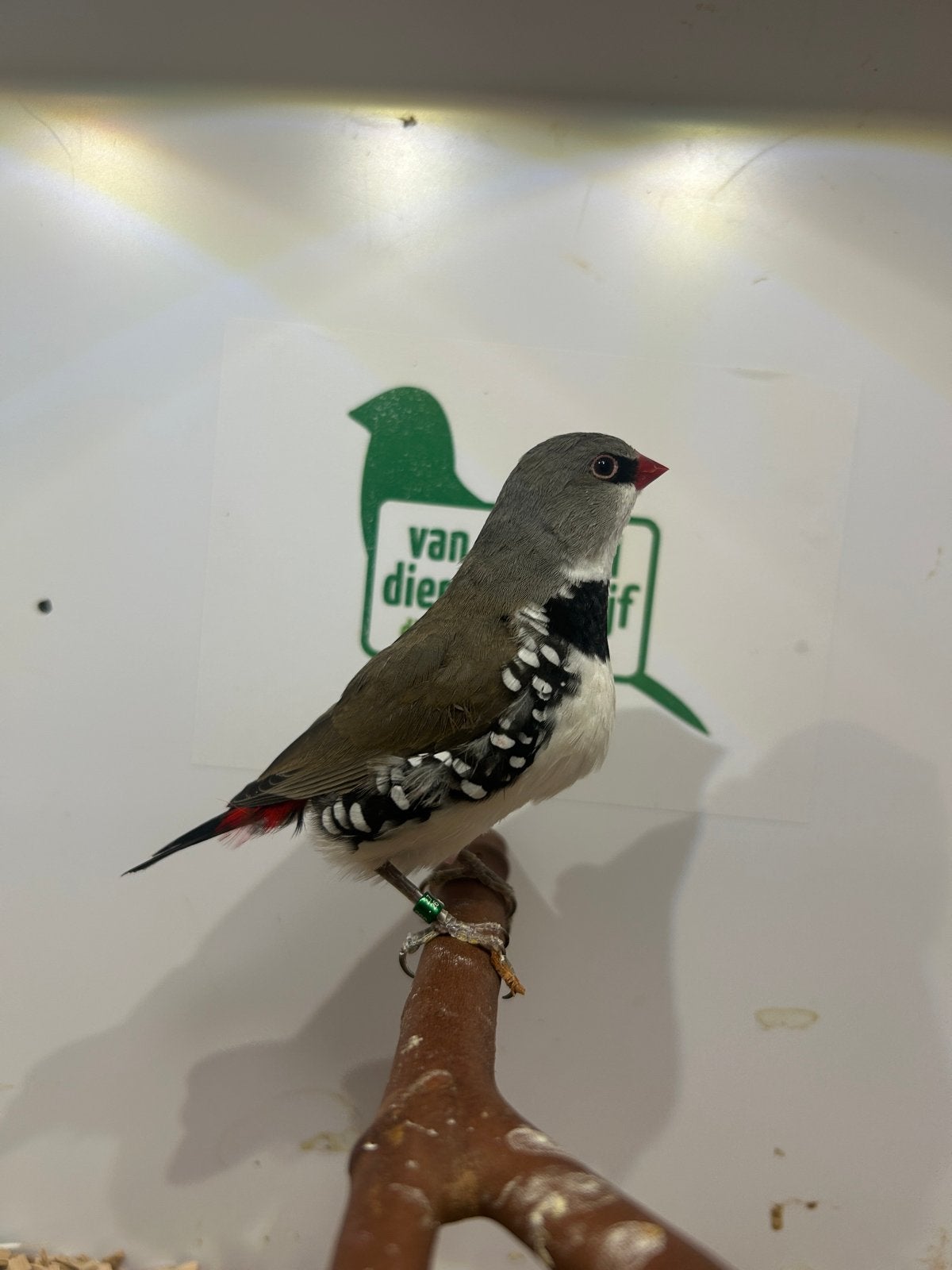 Diamantvinken, Meerdere dieren, Tropenvogel