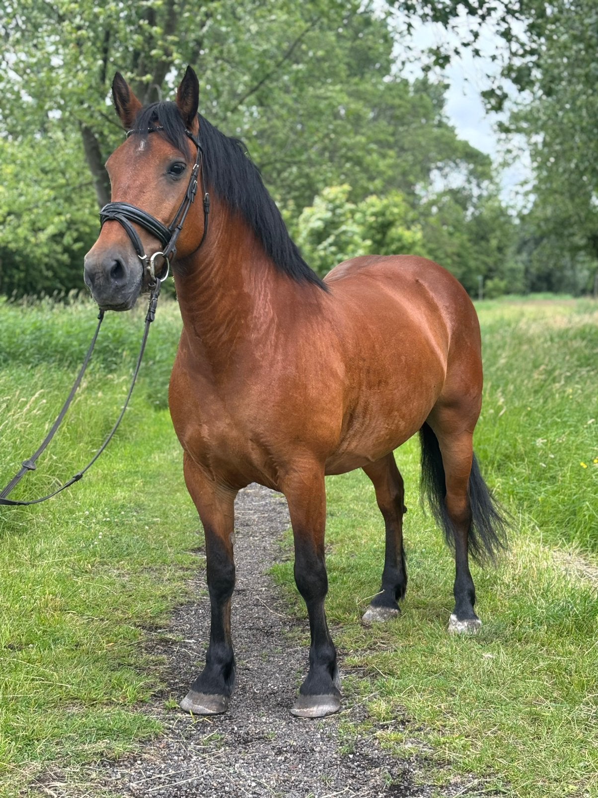 Te koop: Knabbel – prachtige en lieve koudbloed merrie, Dieren en Toebehoren, Paarden, Merrie, Minder dan 160 cm, Gechipt, 7 tot 10 jaar