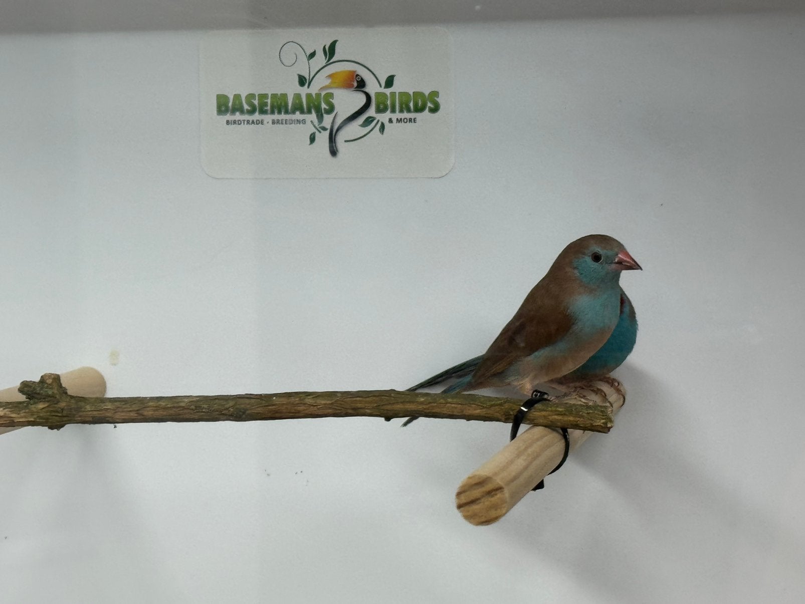 Roodwang blauwfazantjes - Uraeginthus bengalus, Dieren en Toebehoren, Meerdere dieren, Tropenvogel, Geringd