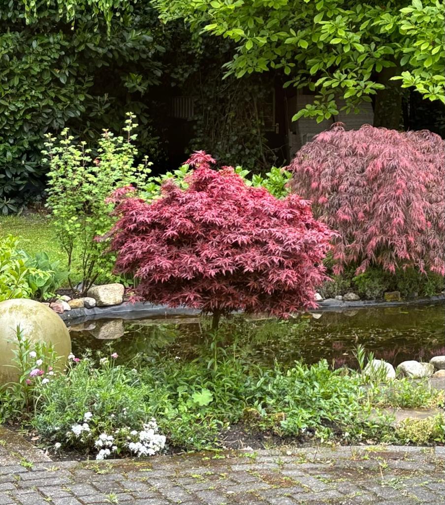 Japanse Esdoorn (Acer palmatum) - Rode bladeren, Ophalen of Verzenden, Esdoorn