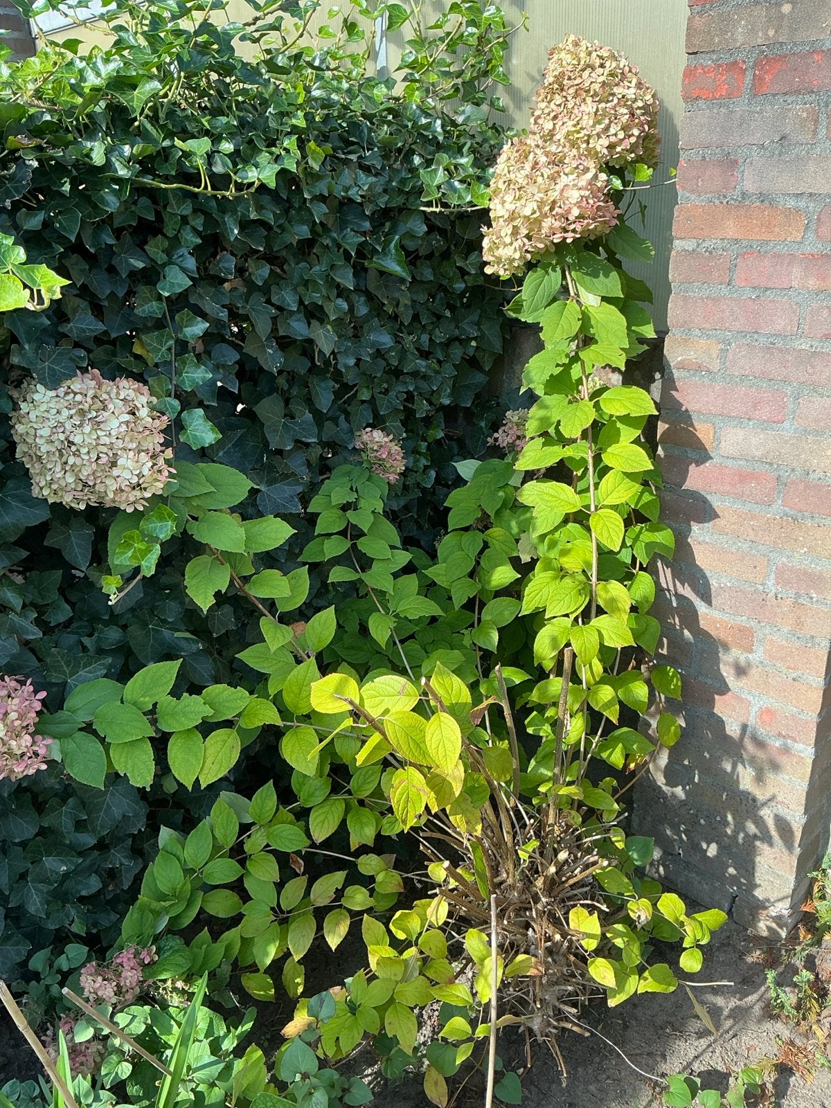 Winterharde Hortensia (Hydrangea) - Diverse Soorten, Vaste plant, Halfschaduw, Zomer, Ophalen