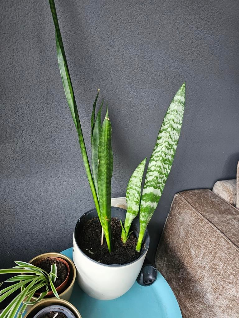 Mooie sanseveria met gratis stenen bloempot, Huis en Inrichting, Kamerplanten, Ophalen, Halfschaduw, Minder dan 100 cm