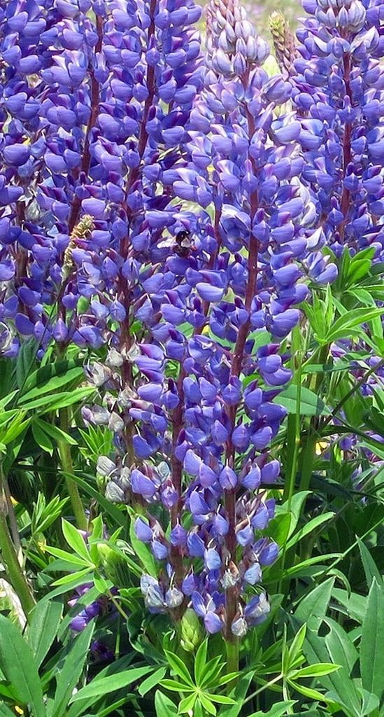 Zaden blauwe lupine (Lupinus angustifolius), Tuin en Terras, Bloembollen en Zaden, Verzenden, Volle zon, Zaad