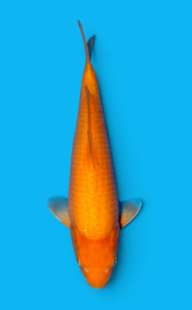 Sakai papapya JUMBO tosai ca 36-40 cm FEMALE, Karper of Koi