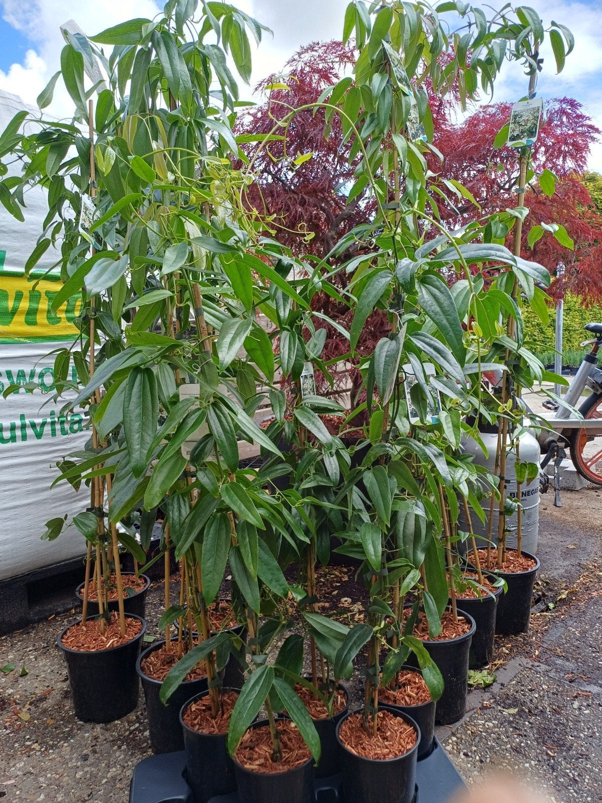 Clematis Armandii: Geurende Klimplant van Eigen Kwekerij, Ophalen of Verzenden