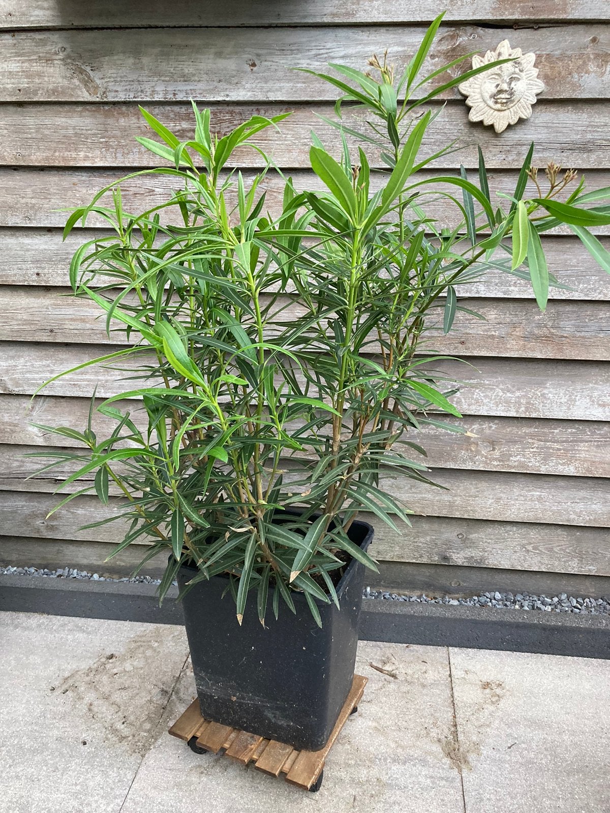 Prachtige grote oleander, Tuin en Terras, Planten | Tuinplanten, Ophalen, Vaste plant, Overige soorten, Volle zon