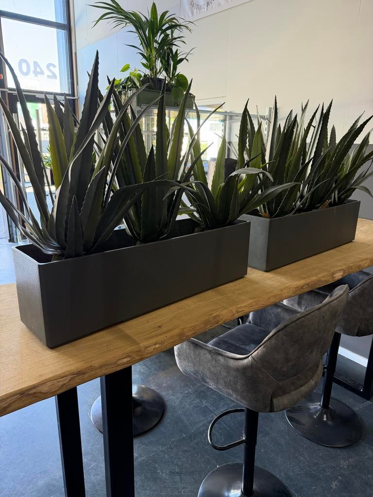 Decoratieve Agave planten in grijze bakken, Ophalen, 100 tot 150 cm, Overige soorten, Halfschaduw
