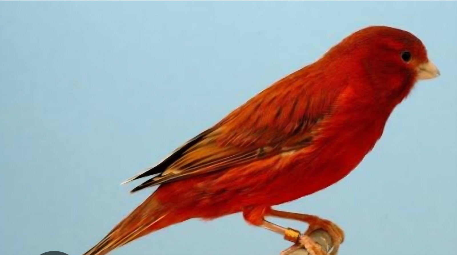 GEVRAAGD, Dieren en Toebehoren, Vogels | Kanaries, Meerdere dieren, Kleurkanarie