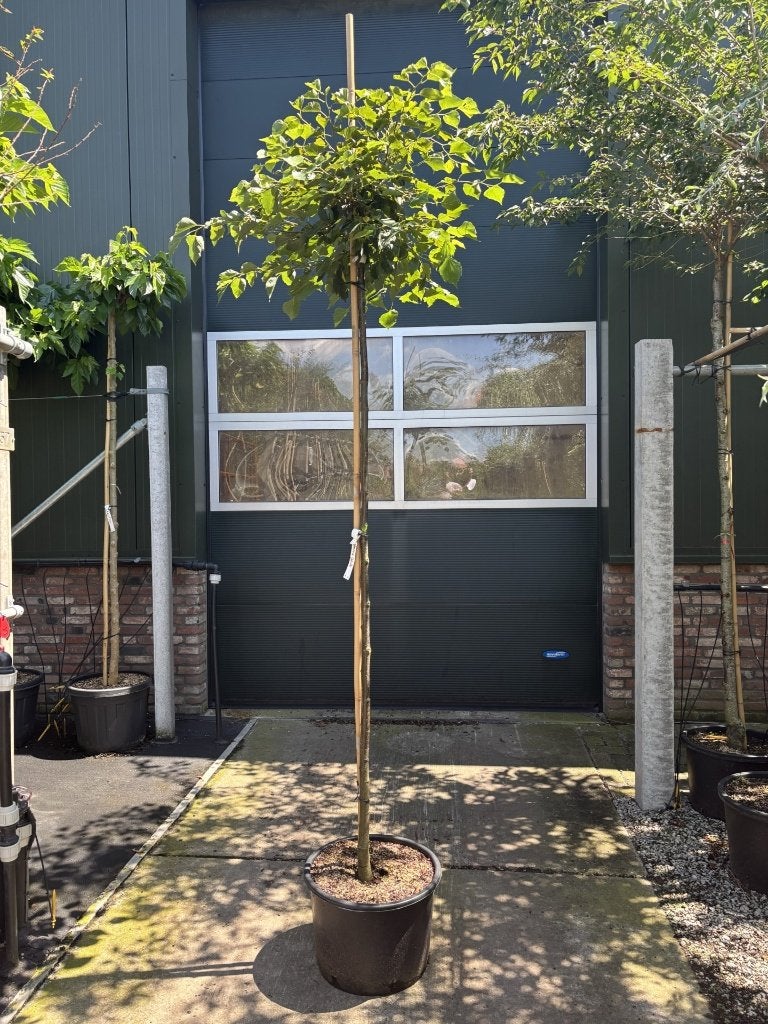 Tilia cordata 'Green Globe' 8/10 – ca. 180 cm, Tuin en Terras, Bloeit niet, Halfschaduw, 100 tot 250 cm, Ophalen