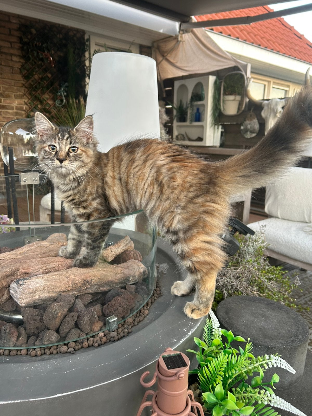 Mooie Maine coon kitten door annulering, poesje, Poes, Gechipt, 0 tot 2 jaar