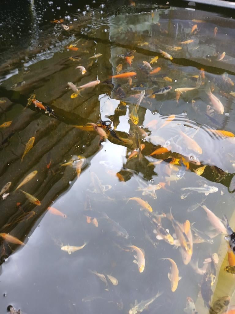 Koi karper, Tuin en Terras, Vijvers, Ophalen, Nieuw